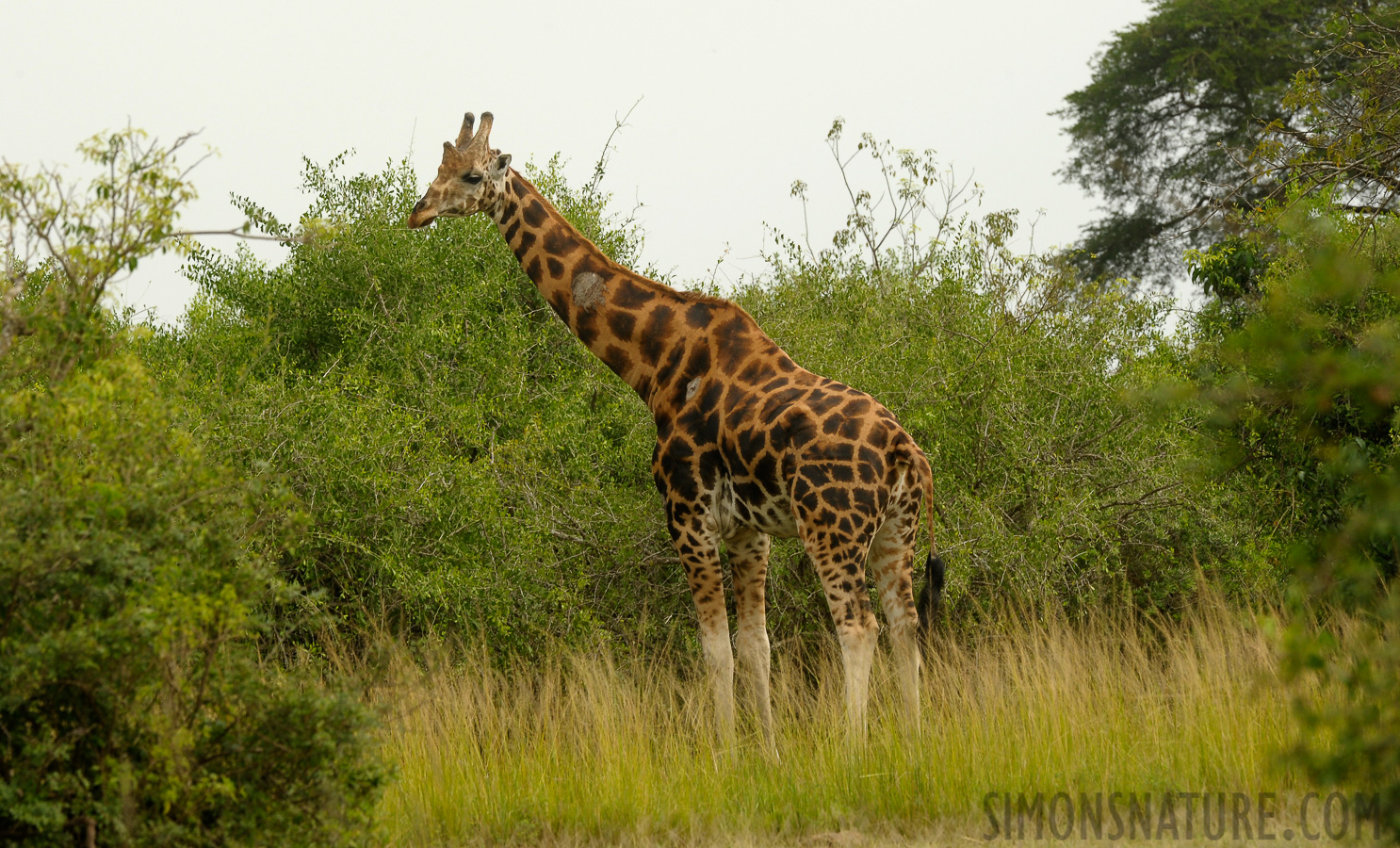 Giraffa camelopardalis rothschildi [400 mm, 1/400 Sek. bei f / 11, ISO 800]